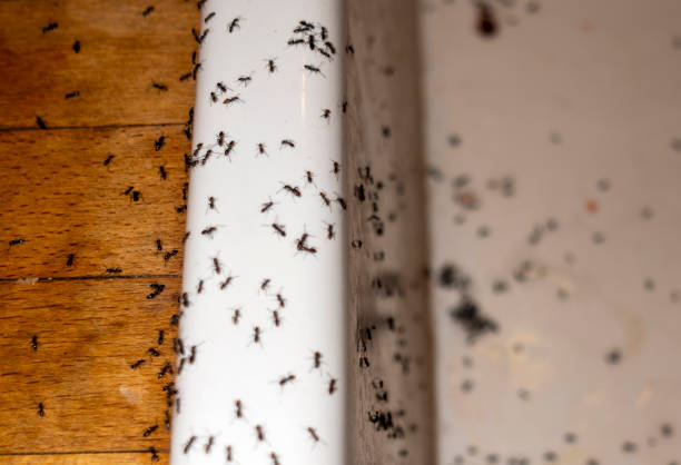 Best Emergency Pest Control  in Yuma, CO